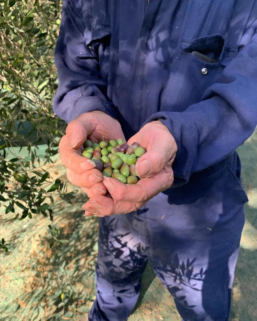Le mani di Natale con le olive appena raccolte