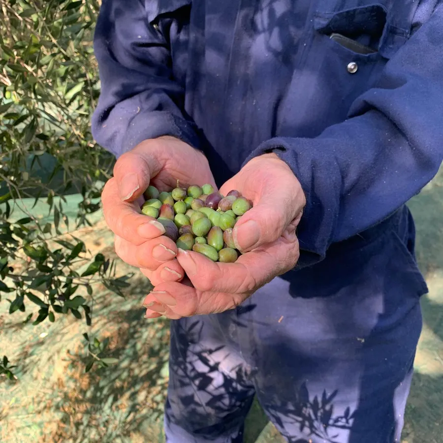 Le mani di Natale Toppini con una manciata di olive appena raccolte